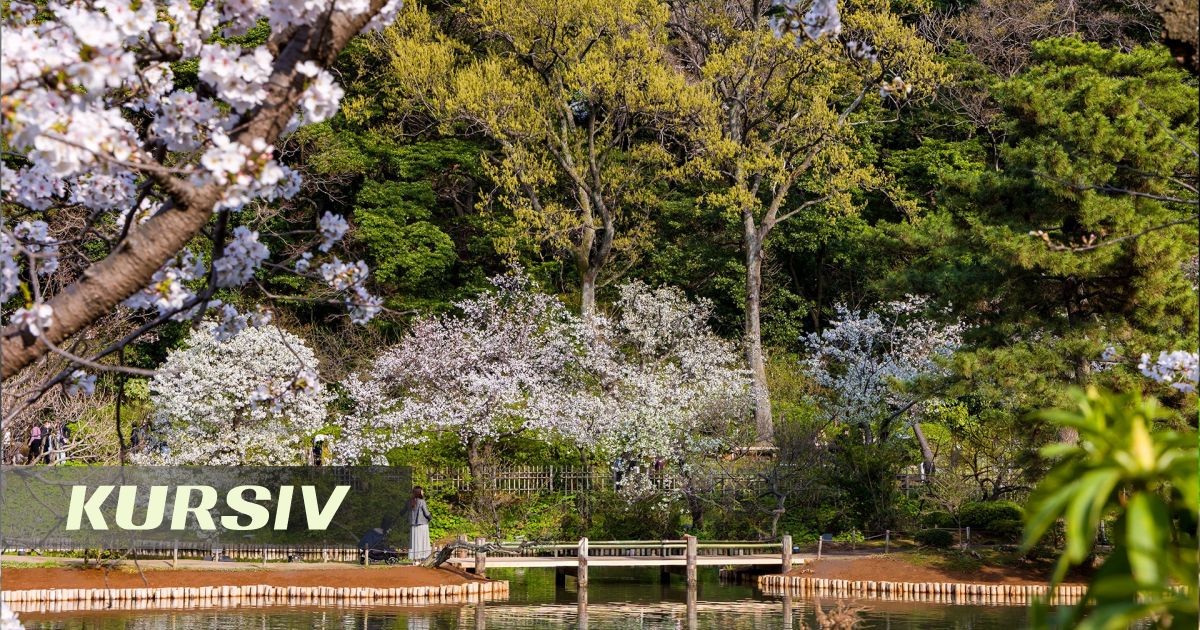 Almaty to Get Japanese Garden, Shymkent's Already Being Damaged