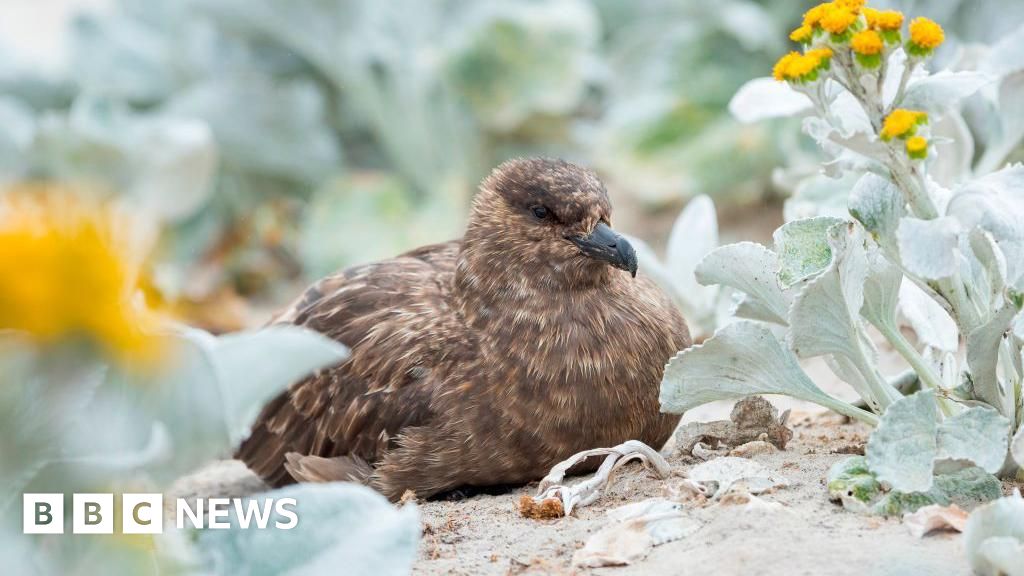 Аустралияда H5N1 құс тұмауының алғашқы жағдайы анықталды