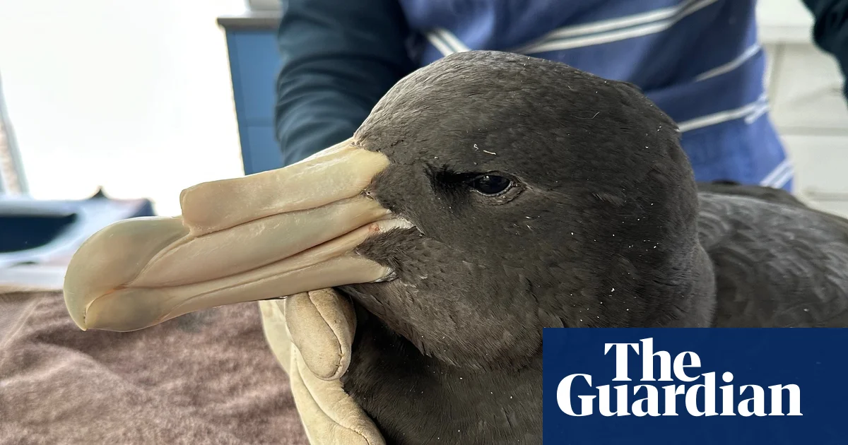 Батыс Аустралиядағы құс фабрикалары H5N1 құс тұмауына байланысты жабылды