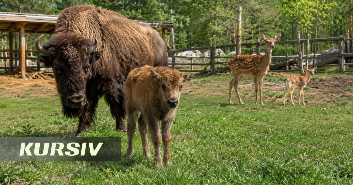 Детеныши бизона и оленя родились в зоосаде Бурабая