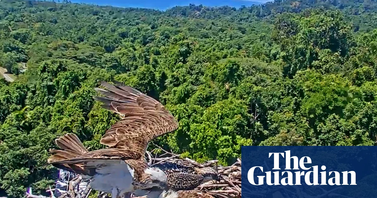 'Osprey cam' streams life of nesting seabirds perched at tip of 55 metre-long Queensland rainforest canopy crane