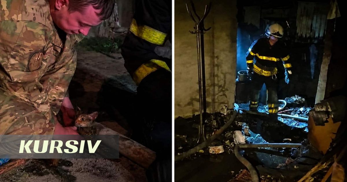20 cats, dog, and two cars rescued in Karaganda fire