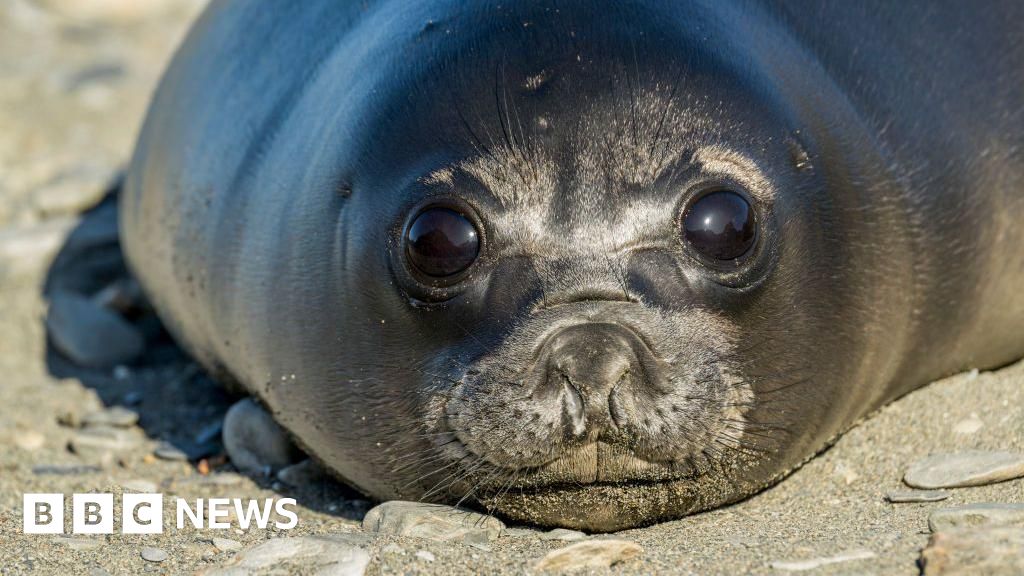 Bird flu kills more than 75% of baby seals on remote Australian island