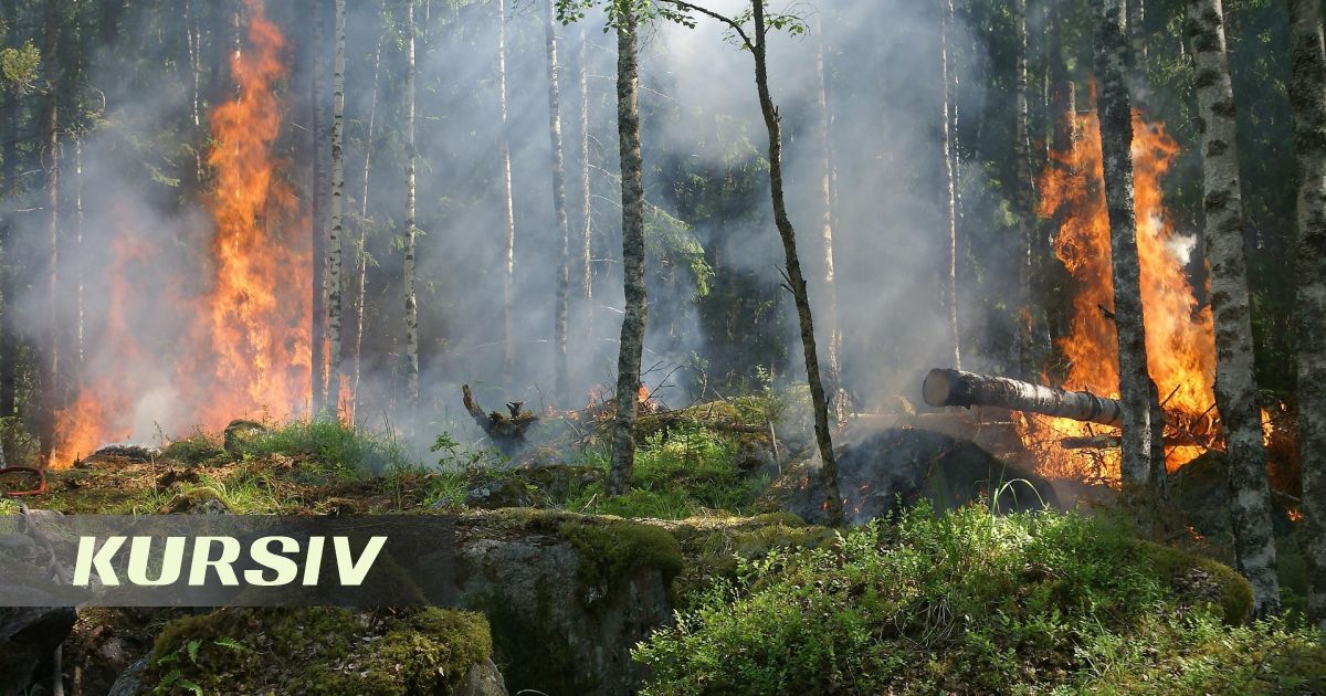 В ВКО пытаются локализовать лесной пожар