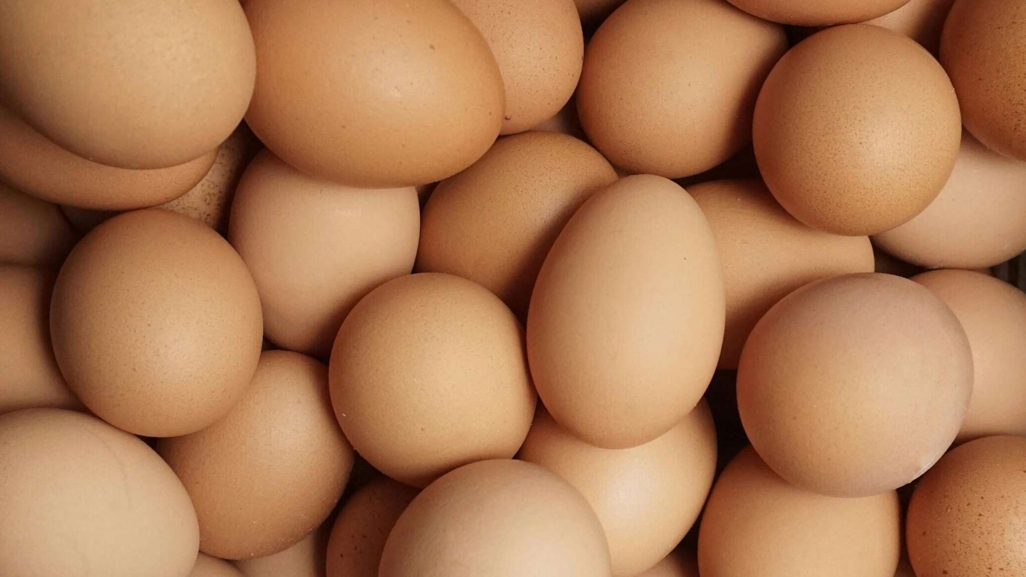 1 million eggs per day: New plant to be built in Kazakhstan