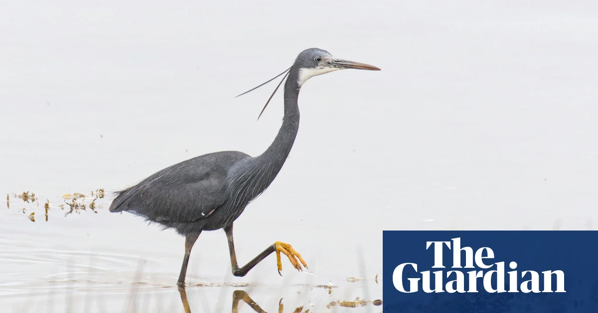 Tropical heron spotted in UK for first time as more exotic birds arrive