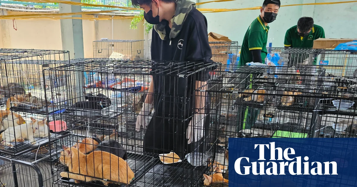 Полиция Вьетнама спасла сотни кошек, украденных для мяса преступной группировкой