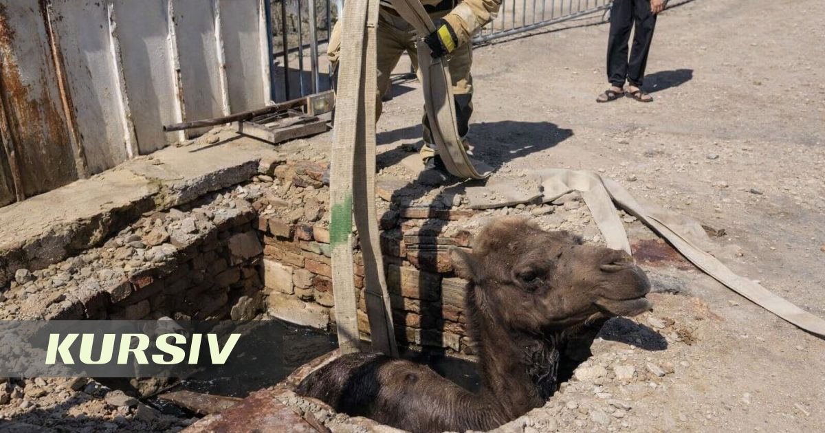 Аралда түйе кәріз құдығына құлап, құтқарушылар арнайы техникамен алып шықты