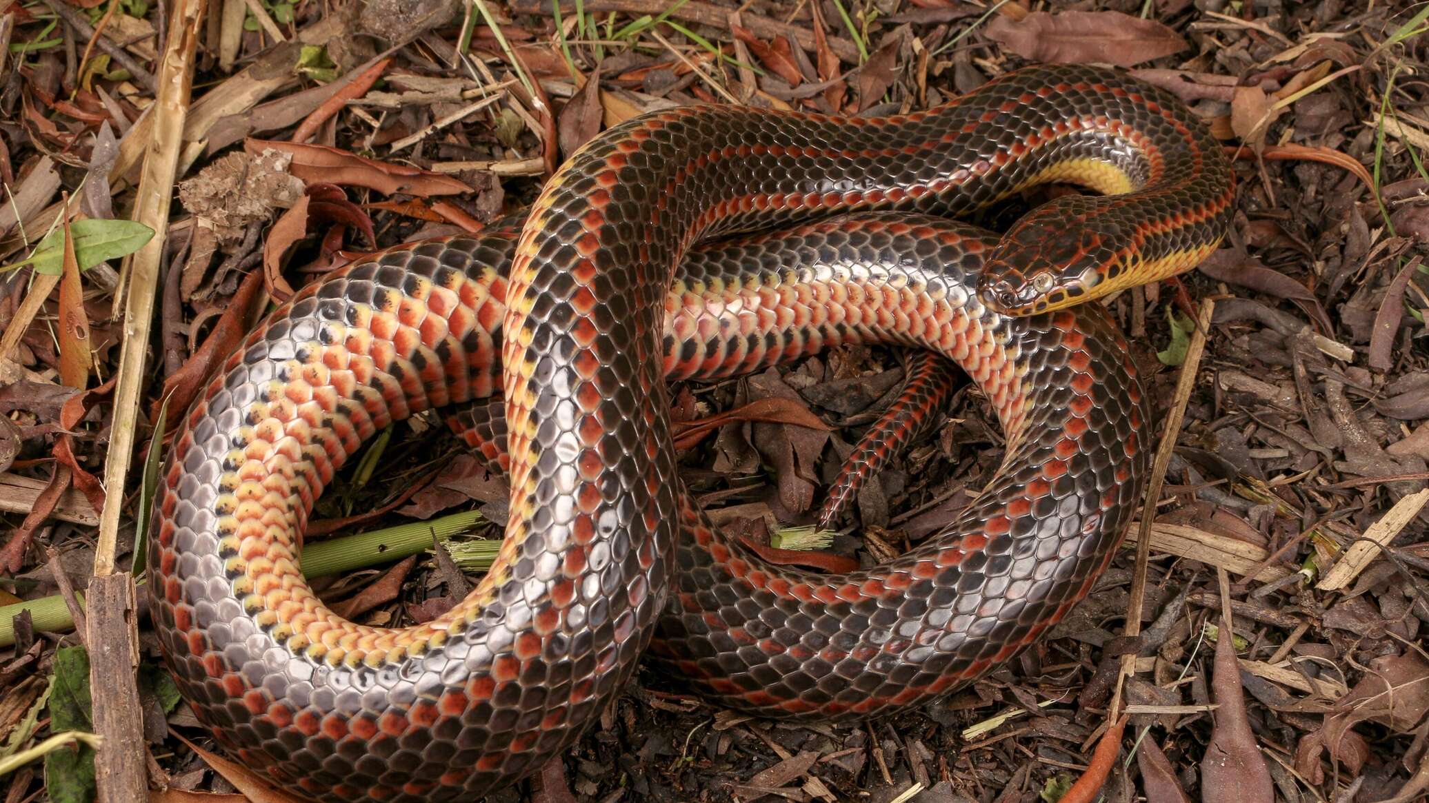 Snake found in private house in Astana