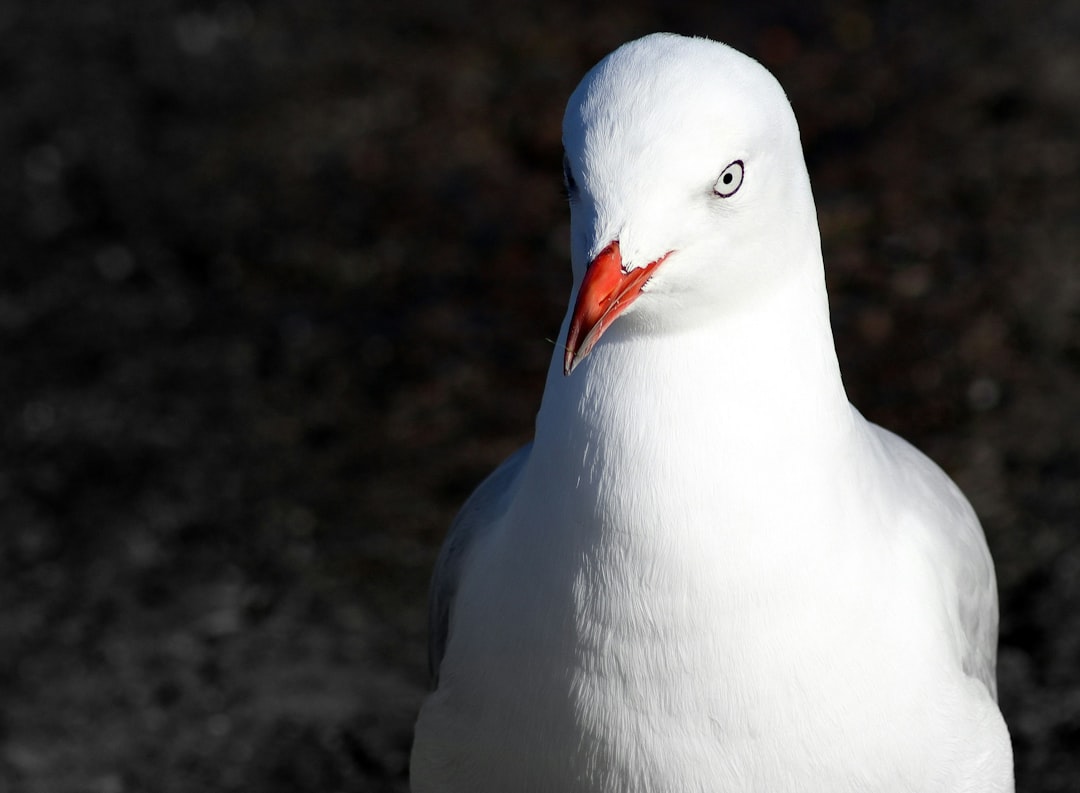 A close-up of a seagull with striking blue eyes.