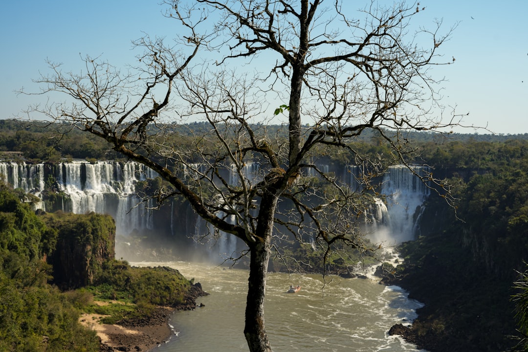 Bare tree in front of cascading waterfalls and lush forest