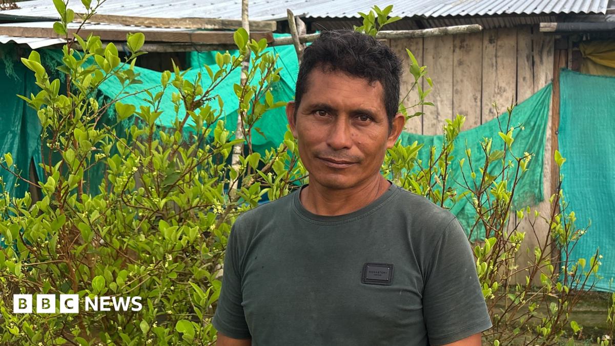 Colombian farmer who wanted to quit cocaine industry forced to grow coca again
