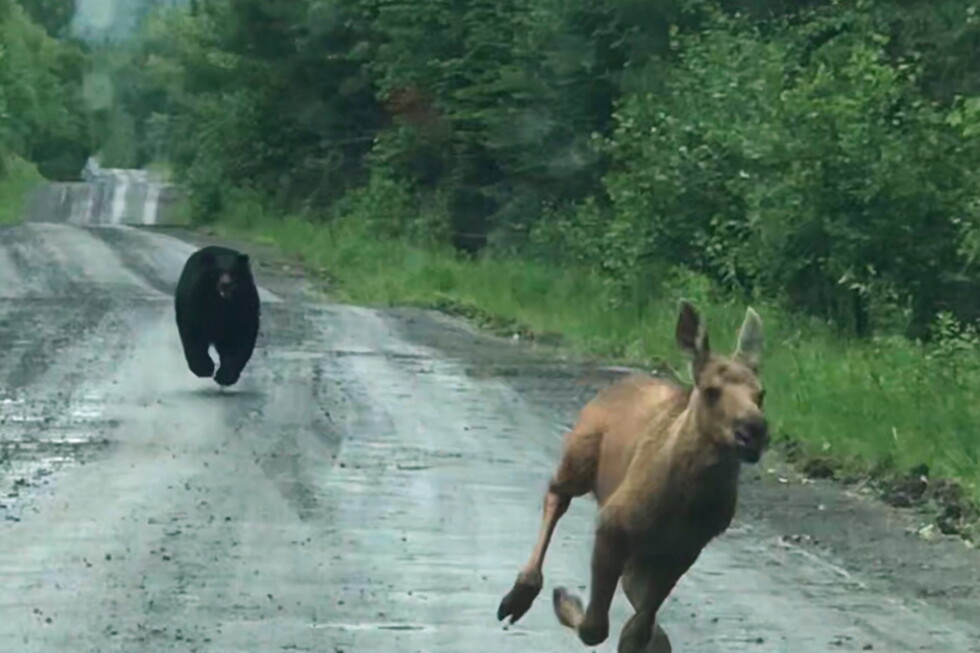 Maine couple spots a bear chasing a moose calf and helps it escape