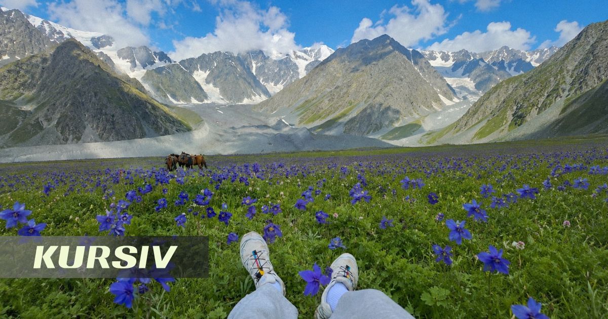 Мұзтау бөктеріндегі гүлді алқаптар қазақстандықтарды таң қалдырды