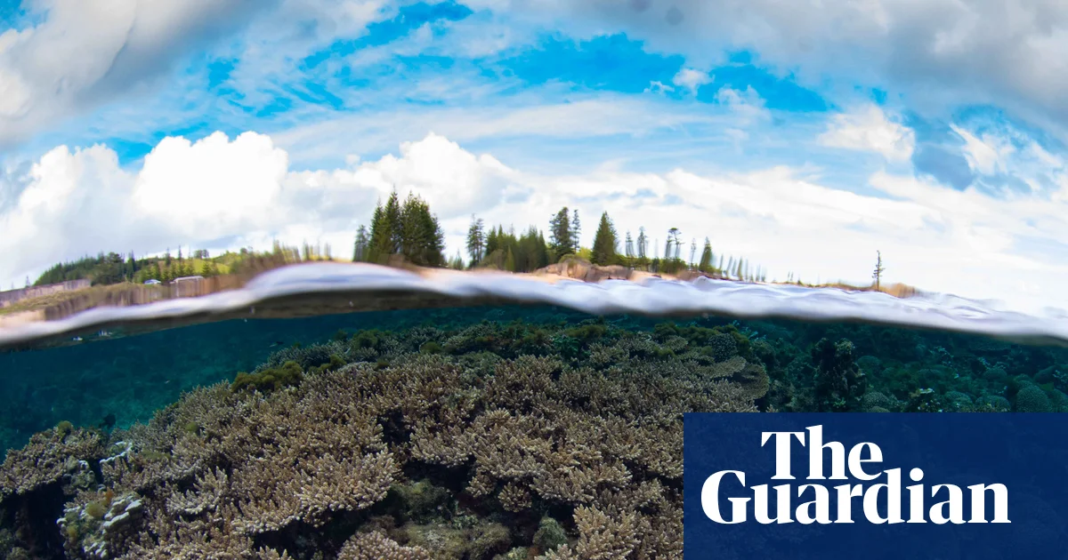 Norfolk Island's unique corals under triple threat from disease, El Niño and dredging