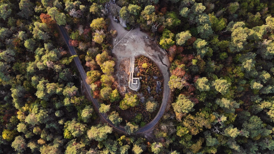 road between trees