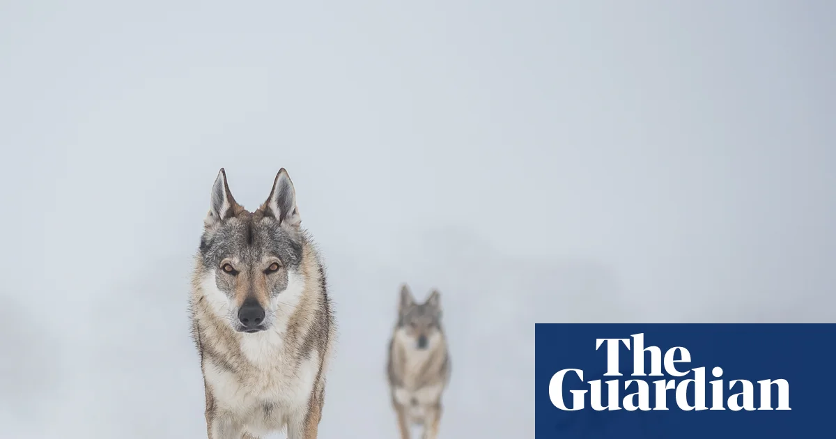 Қасқырмен кездескенде не істеу керек: Дания туристерге кеңес берді