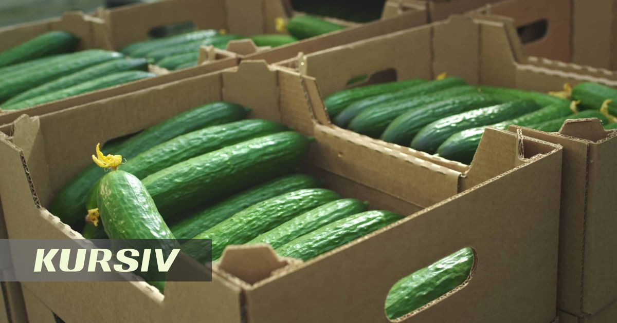 Қазақстан Пермь өлкесіне қияр жеткізуді 3,8 есеге арттырды