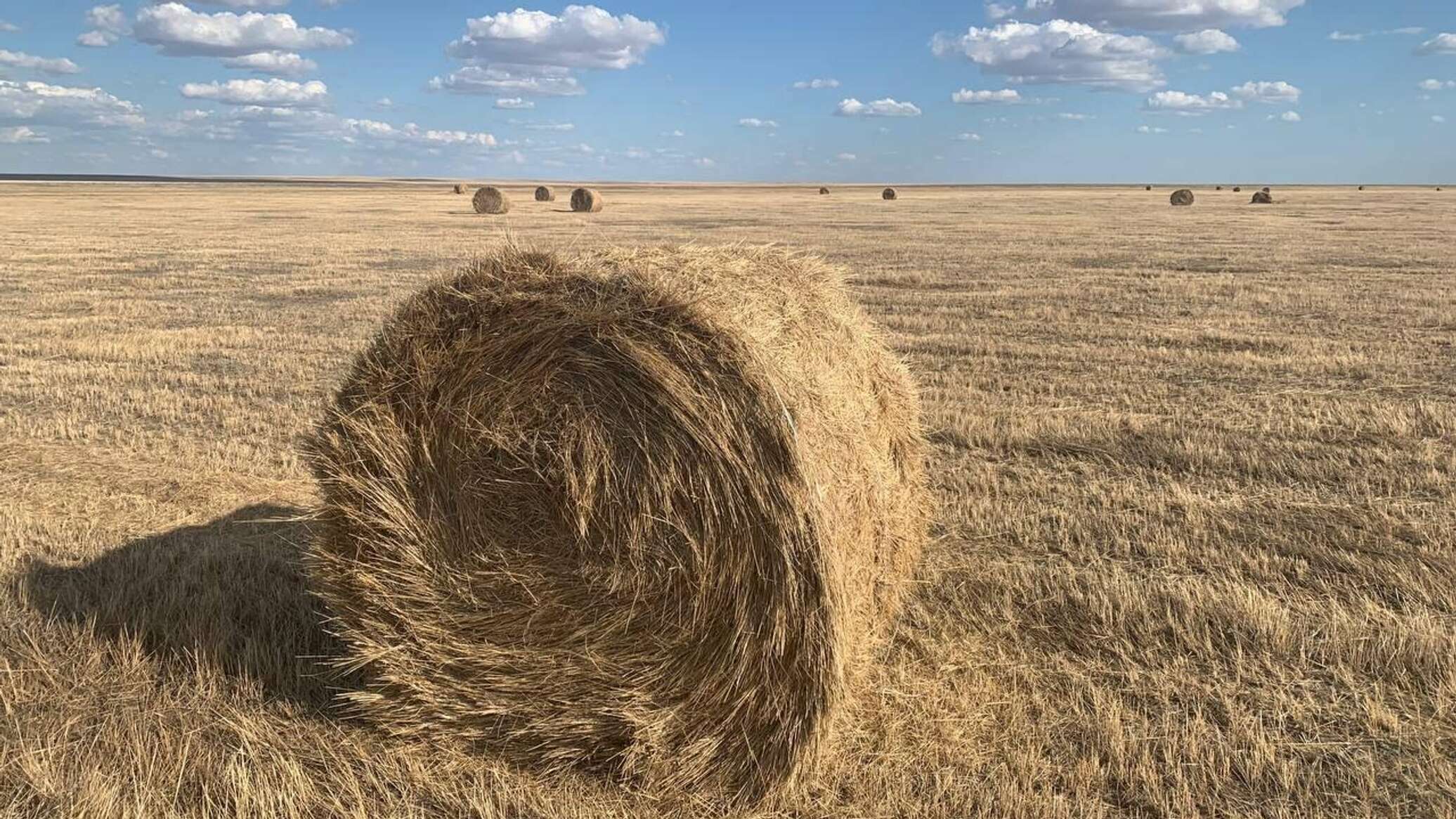 Kazakhstan prepares 9.1 million tons of livestock feed