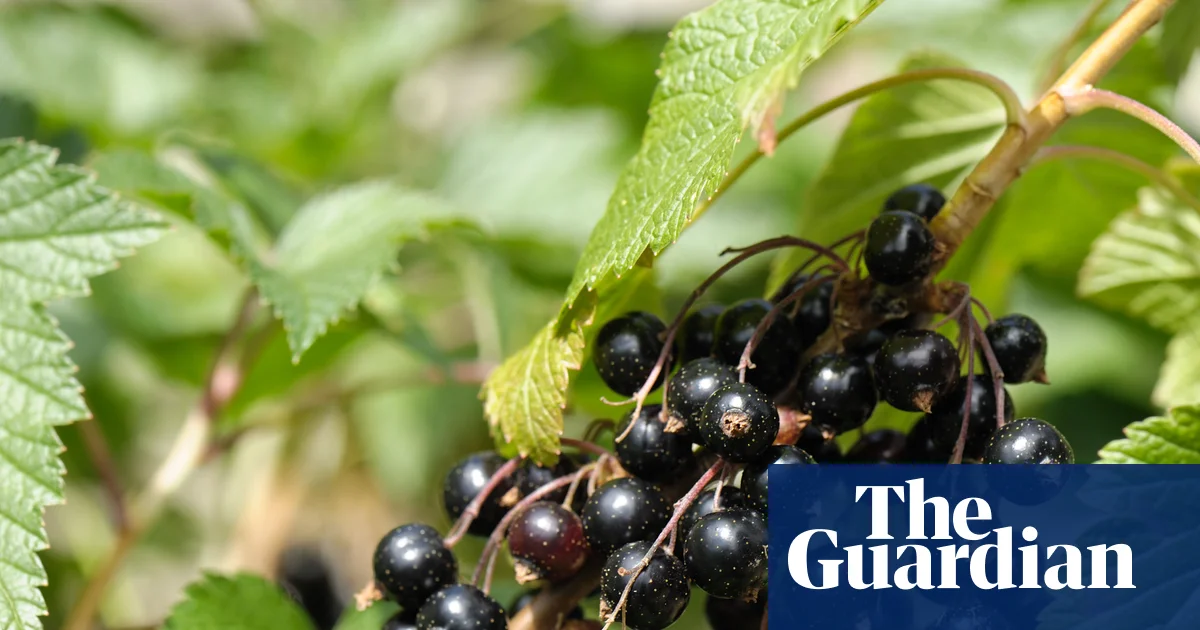 Владелец Ribena инвестирует £200 000 в создание более устойчивых кустов черной смородины к экстремальной погоде