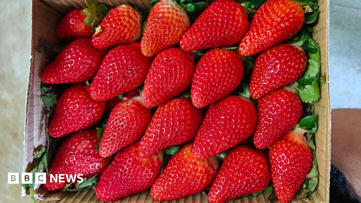 Үндістан құлпынай алыптарының қатарына қосылғысы келеді
