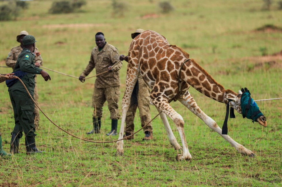 Giraffes relocated in Uganda to escape oil drilling in largest national park