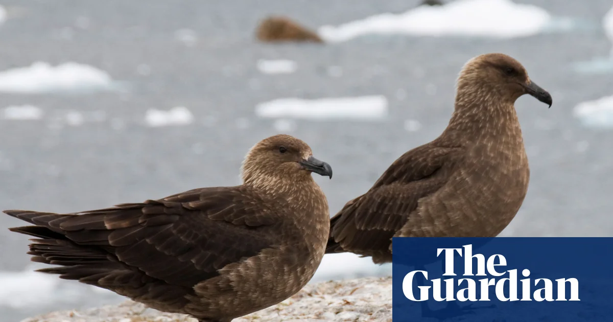First H5N1 bird flu case in New Zealand raises fears for native species