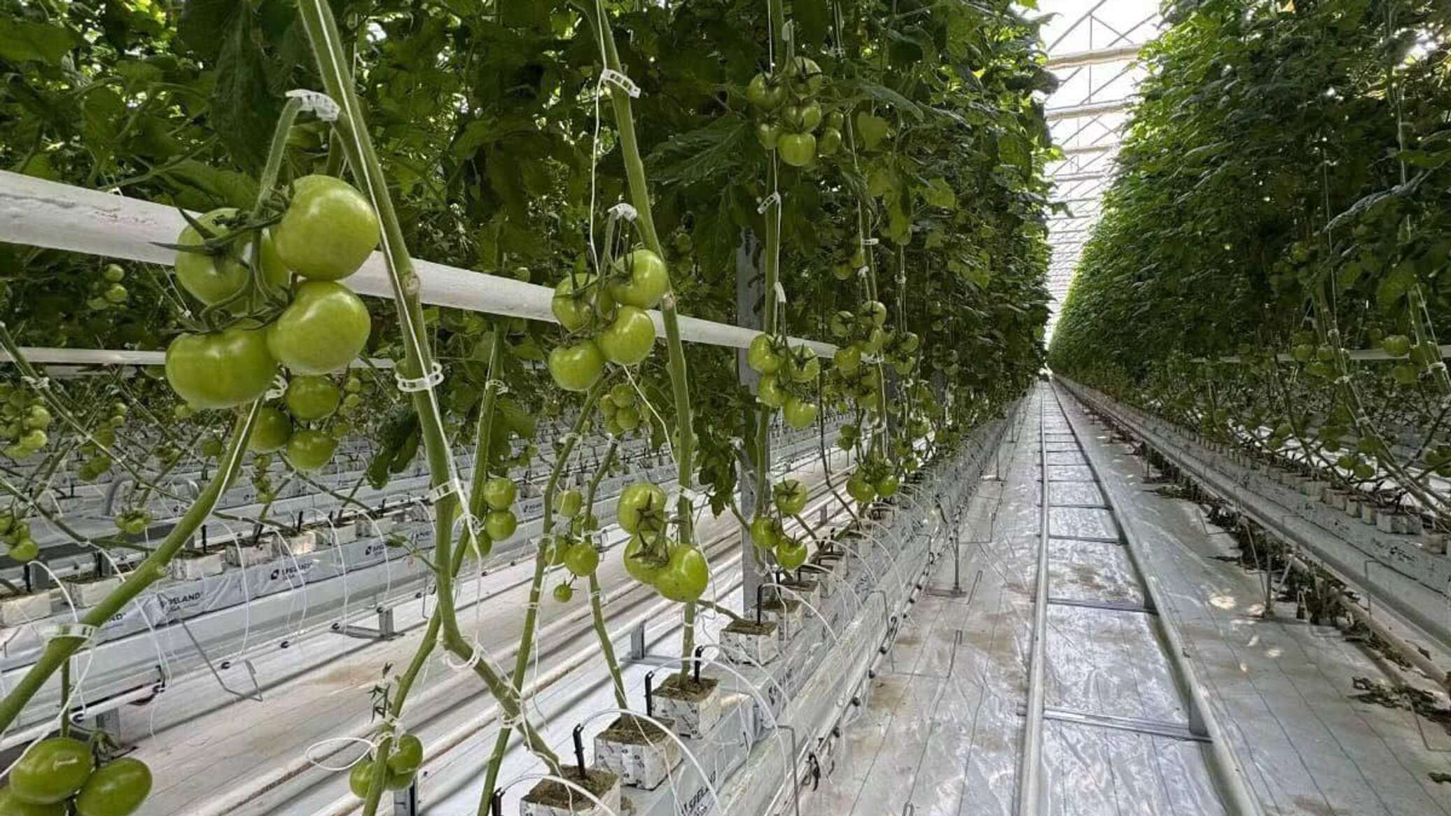 Әлемдегі ең үлкен жылыжай Қазақстанда толығымен қашан іске қосылады