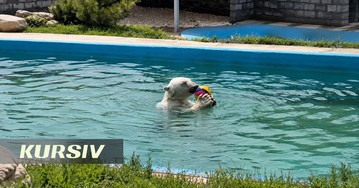 How Almaty Zoo keeps animals cool in extreme heat