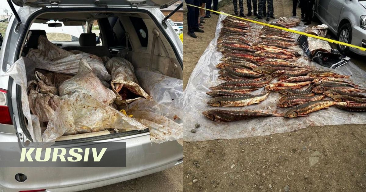 Атырауда көліктен жүздеген килограмм бекіре балығы табылды