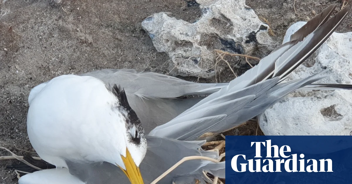 В Австралии зафиксирована значительная эскалация птичьего гриппа H5: более 1000 птиц найдены мертвыми