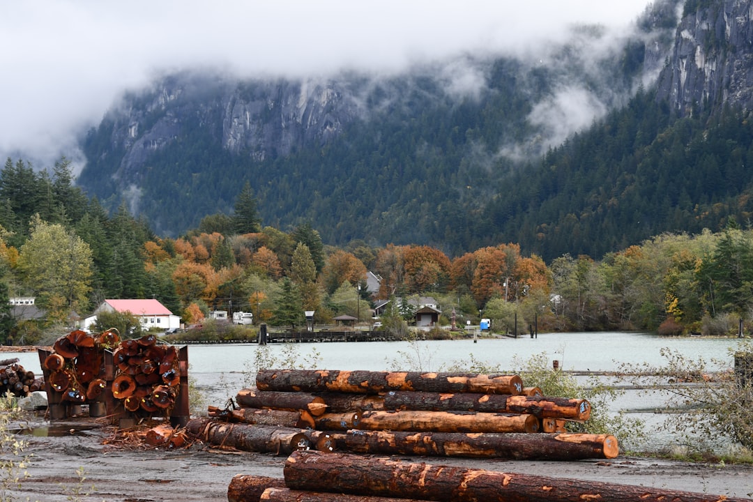 Logs stacked near a misty mountain landscape
