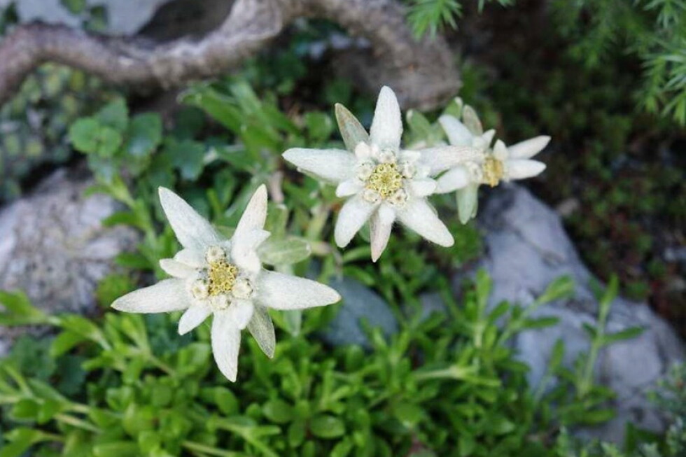 Edelweiss: Alpine star makes unusual addition to rock gardens
