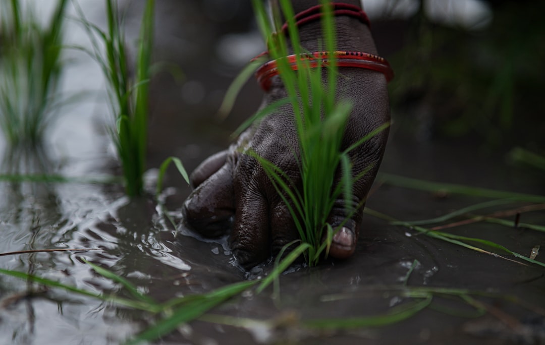 A hand plants rice seedlings in the mud.