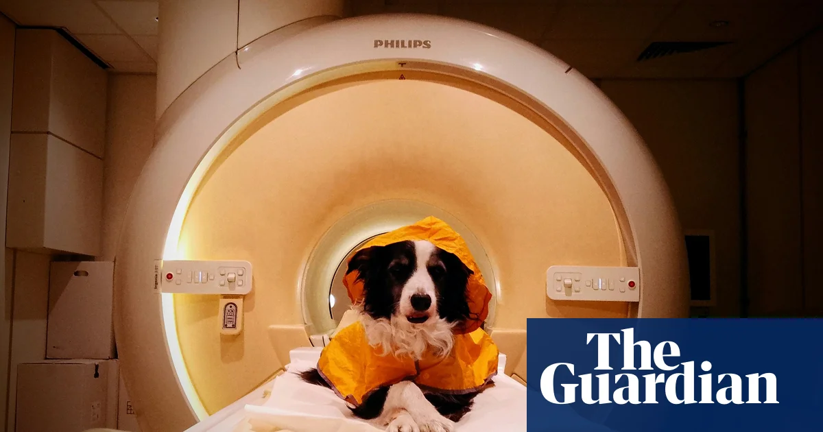 Dogs can distinguish fearful and angry or sad human faces, brain scans suggest