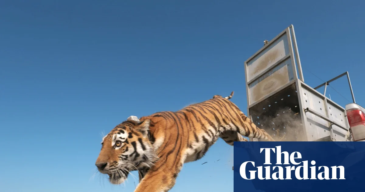 Caspian tiger returns to Kazakhstan: released into wild after 70 years