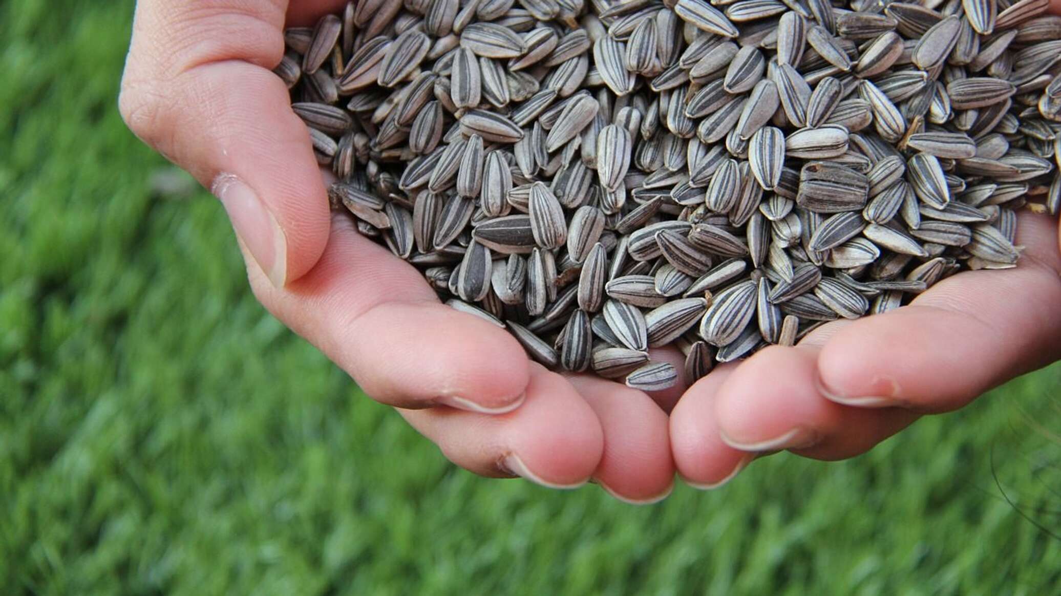 Financing of oilseeds increased 2.6 times