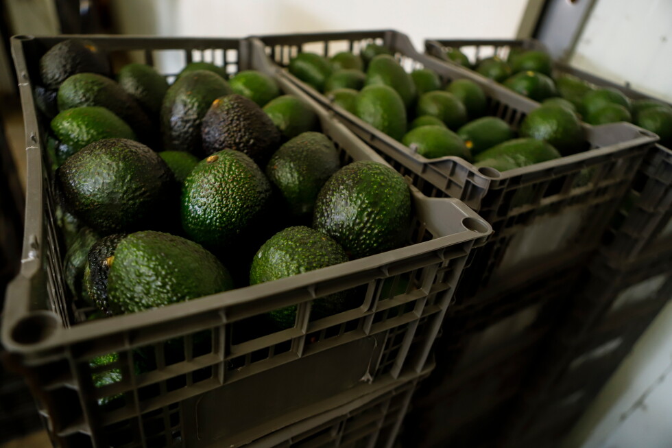 Mexico sends 1,500 troops to Michoacan after US halts avocado inspections