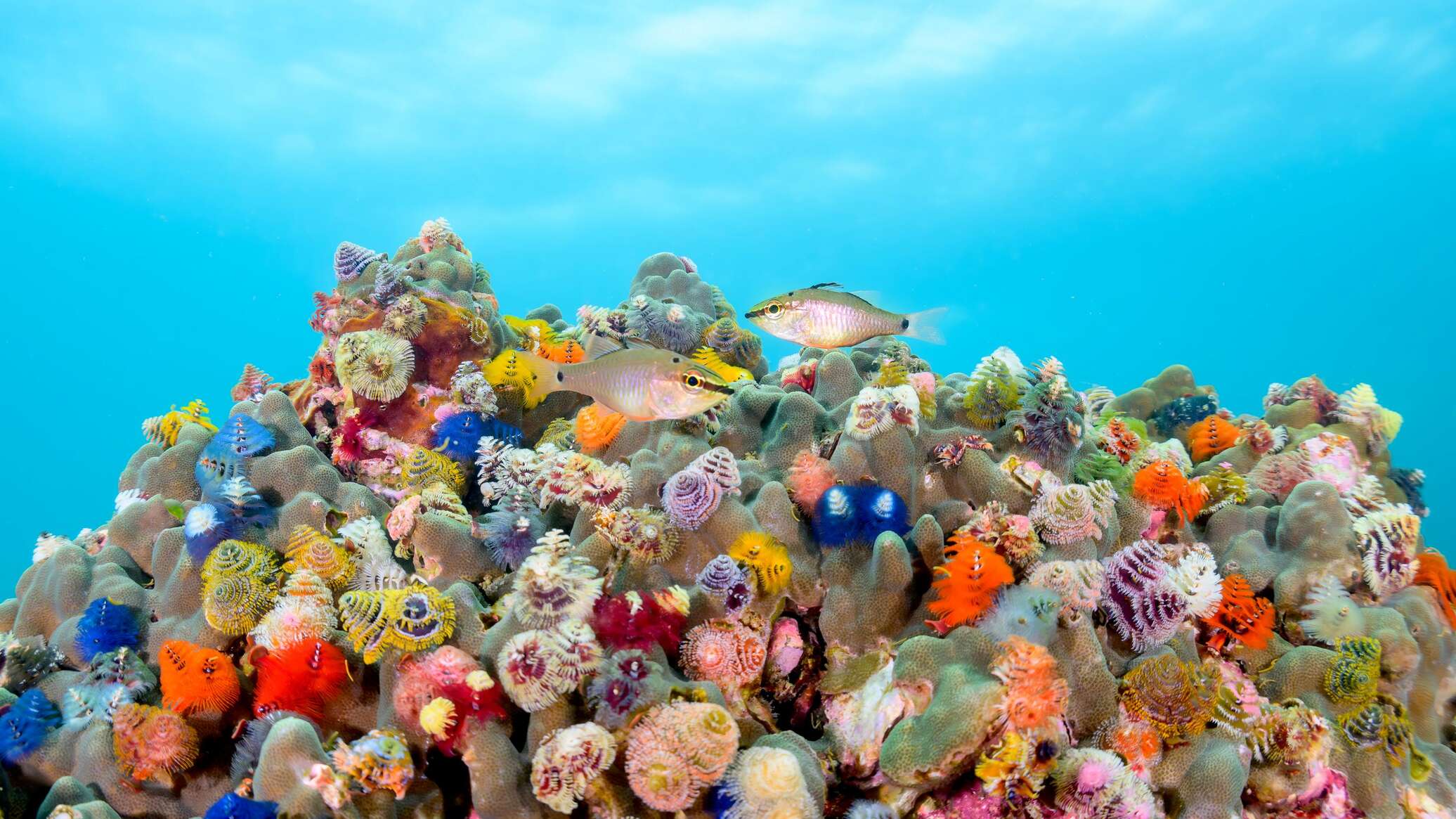 Mysterious life in the ocean depths - photo
