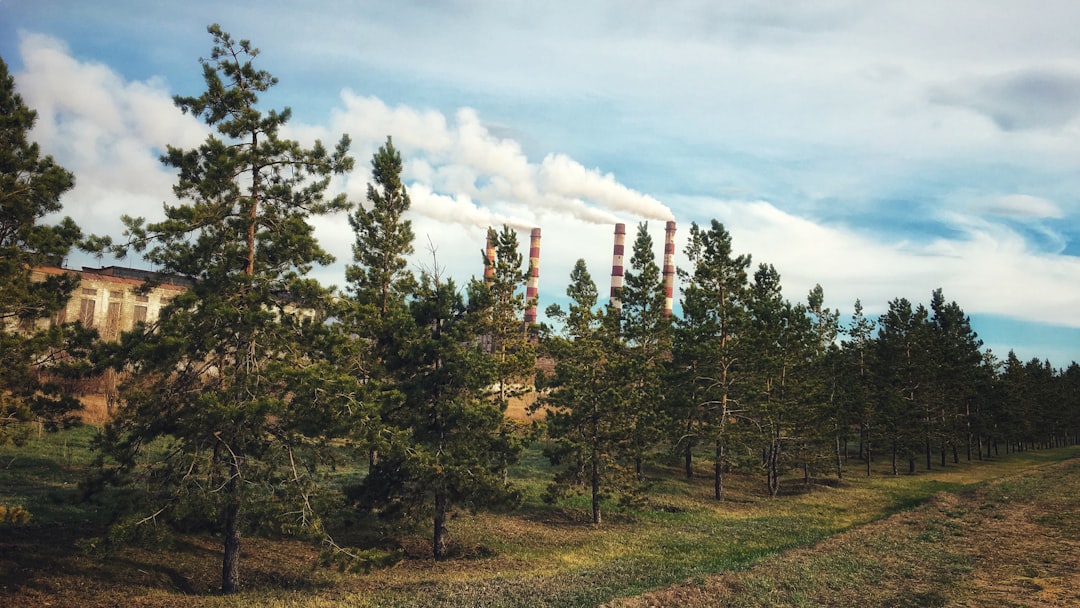 pine trees