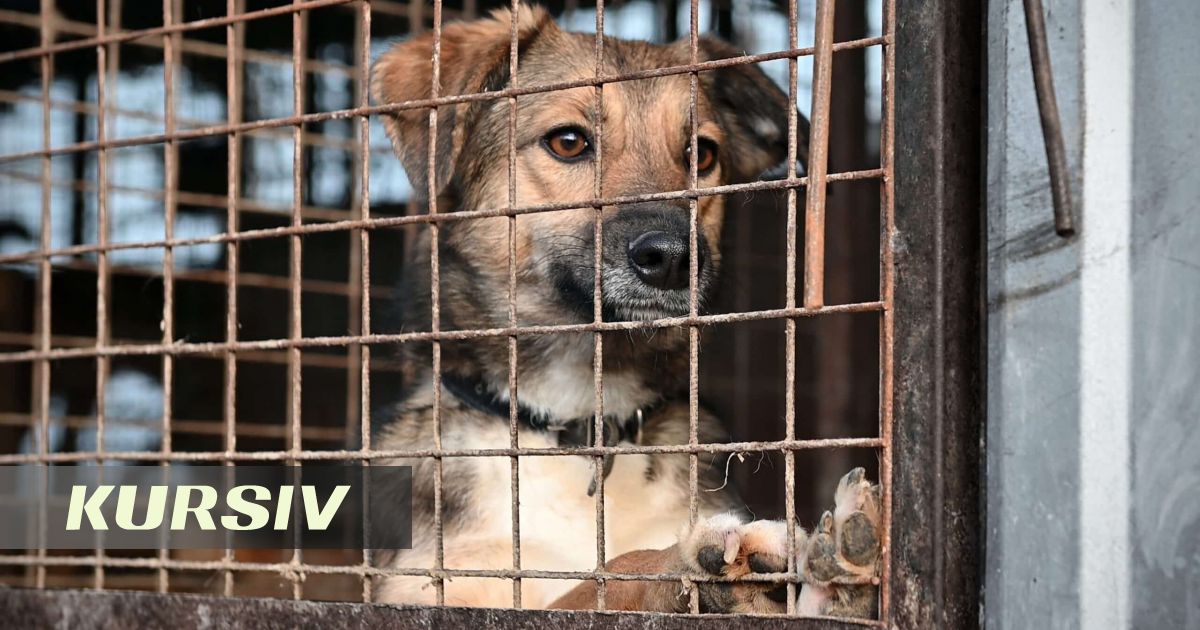 Қазақстанда қаңғыбас жануарларды аулау және эвтаназия ережелері күшейтілді