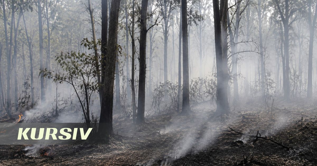 Five Forest Fires Erupt in Kazakhstan in One Day