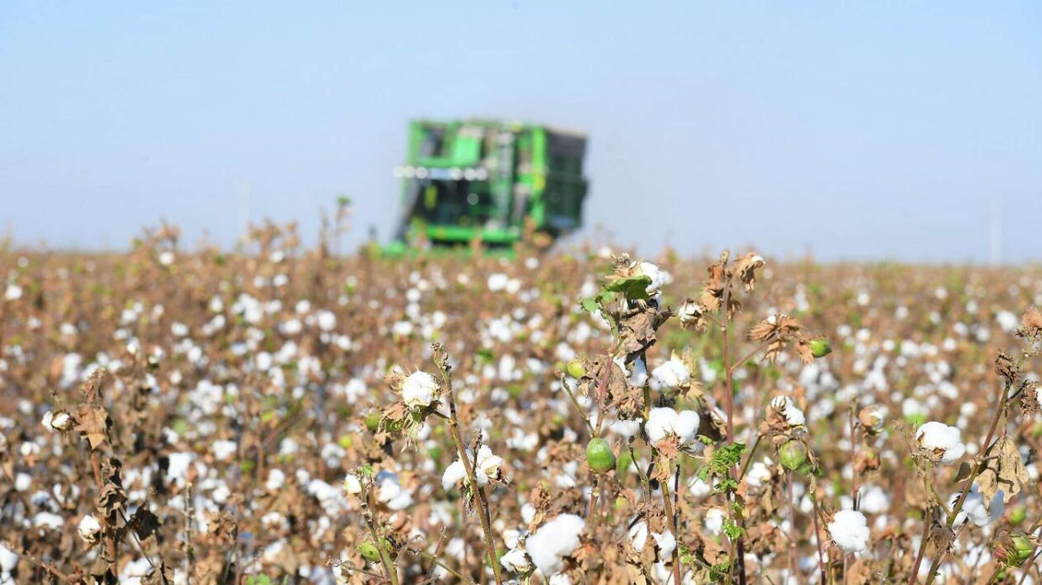New cotton oil processing plant to launch in Turkistan region