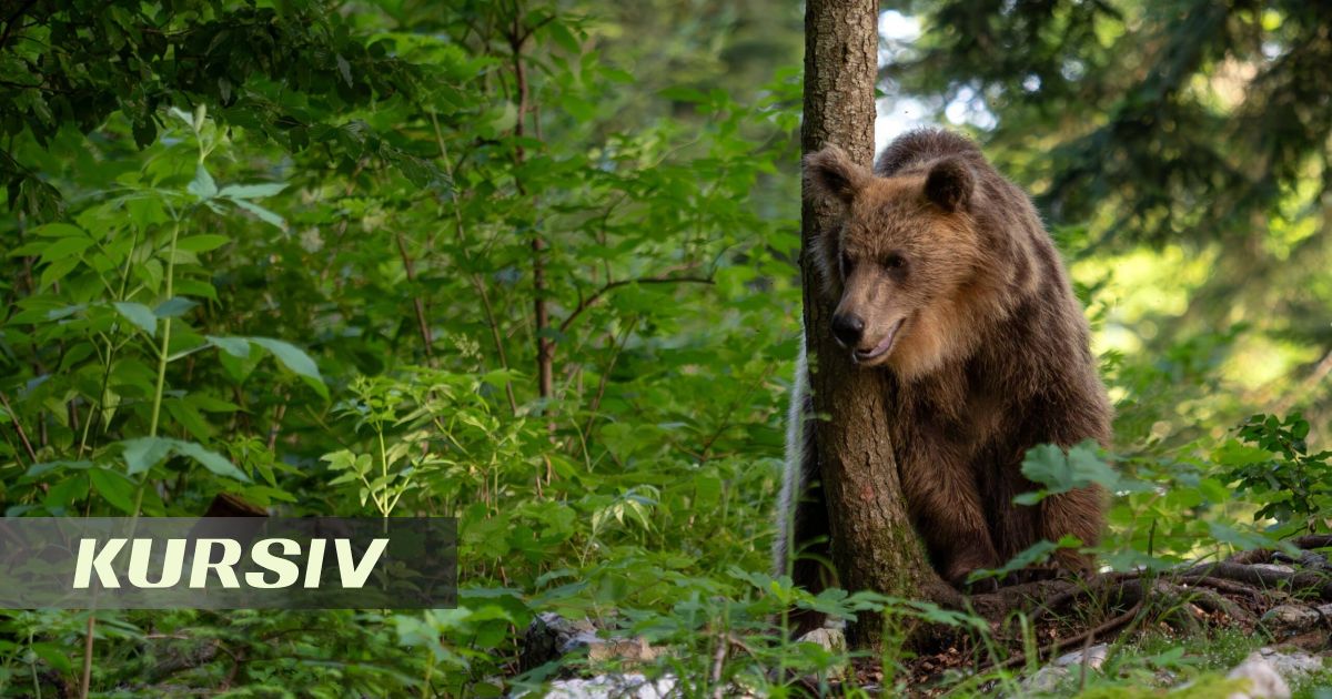 Tian Shan brown bear captured on camera in rare footage