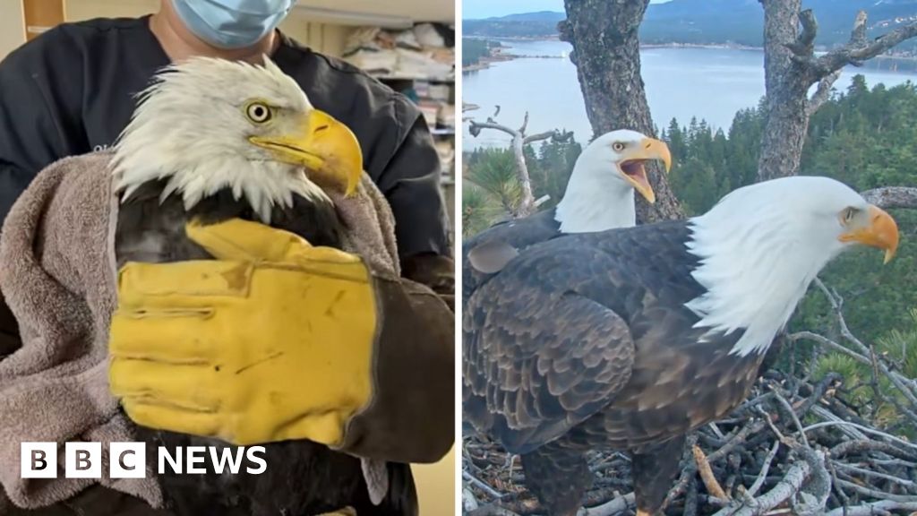 Where is Jackie? Beloved eagle in critical condition