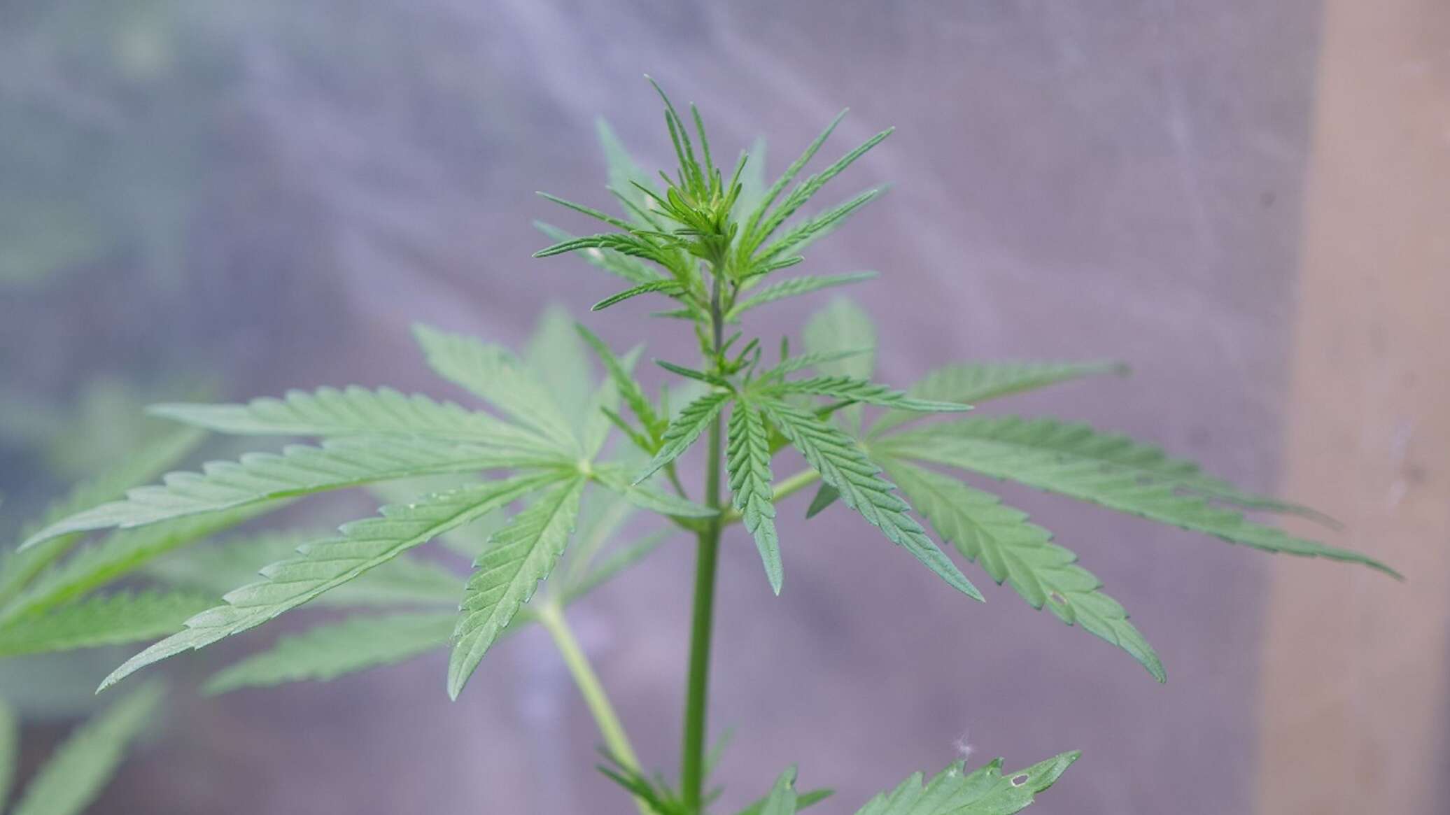 580 hectares of wild cannabis destroyed in Zhambyl region