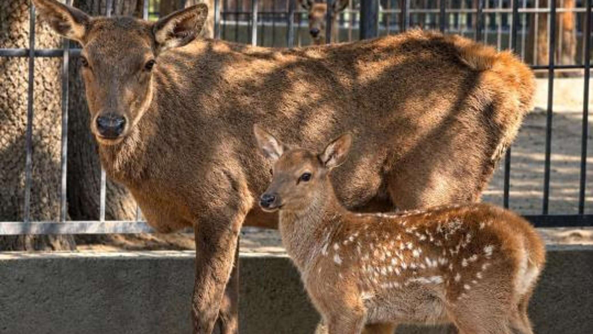 Maral deer give birth at Almaty Zoo