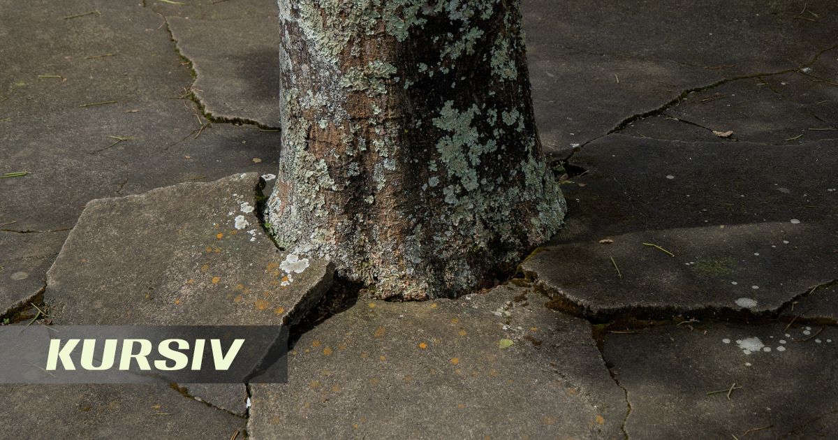 Concreted trees spotted again in central Almaty