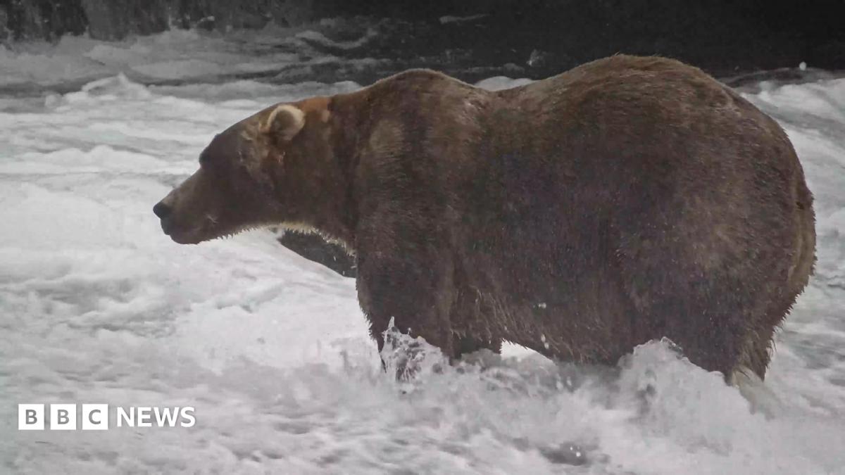 Alaska's Fat Bear Week: 89 Backpack declared winner