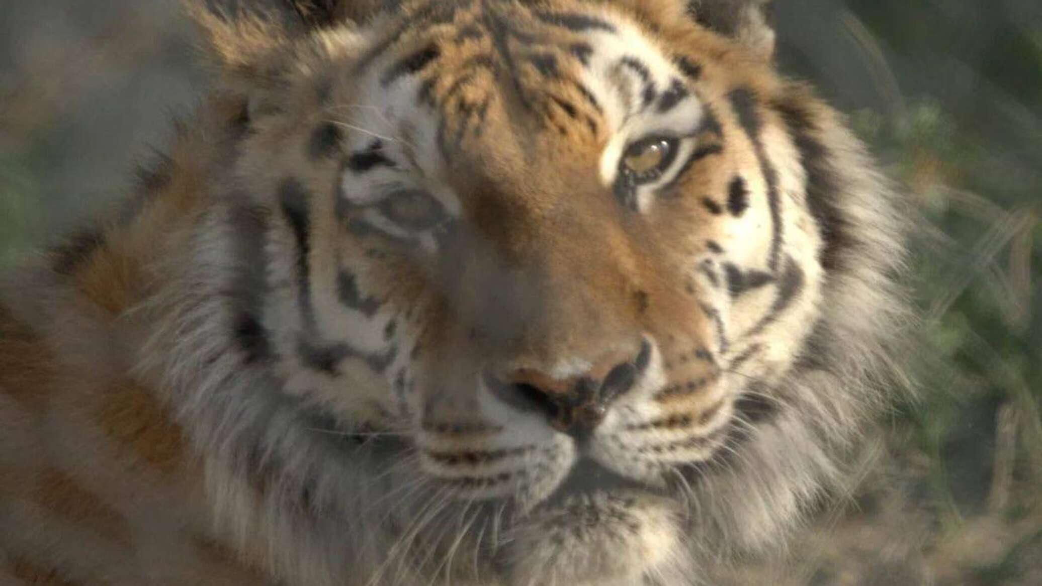 Amur tiger adapts in Kazakhstan